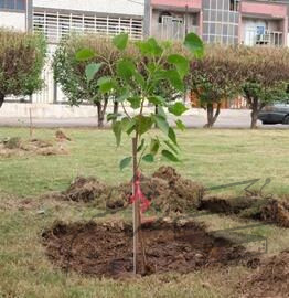 فراخوان تولد درختی آبان ماهی ها در اهواز
